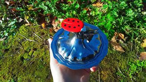 Ladybird on Pot