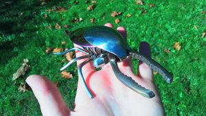 Rainbow Stag Beetle (rainbow abdomen & wingcases) (MADE TO ORDER)