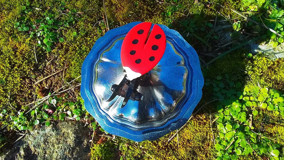 Ladybird on Pot