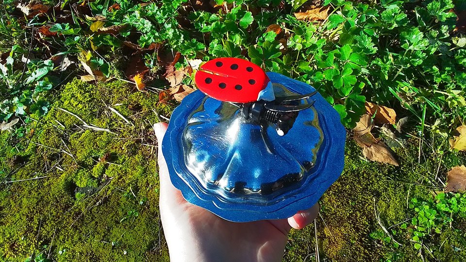 Ladybird on Pot
