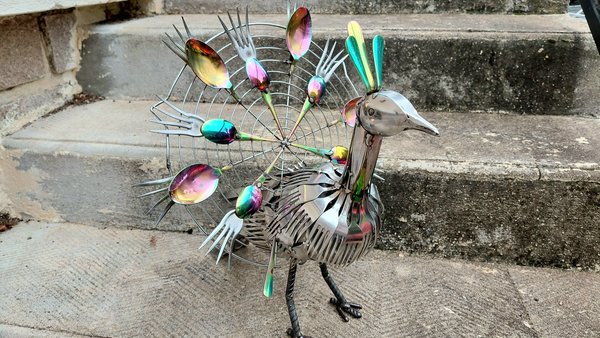 Large Rainbow Peacock 