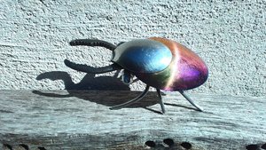 Rainbow Stag Beetle (rainbow abdomen & wingcases) (MADE TO ORDER)
