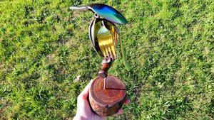 Rainbow Kingfisher on Wooden Stand
