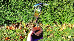 Rainbow Kingfisher (on wood)