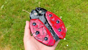 Red Ladybird