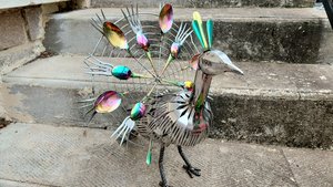 Large Rainbow Peacock 