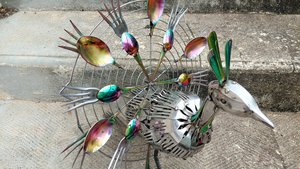 Large Rainbow Peacock 