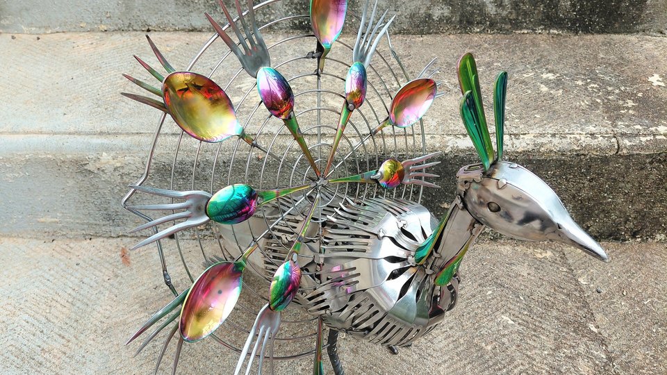 Large Rainbow Peacock 